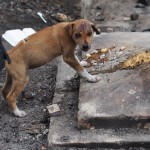 Fire Sweeps Through Neighborhood in Cebu City A puppy makes a meal of some leftover noodles. It wasn't clear if the injury was a burn from the fire.