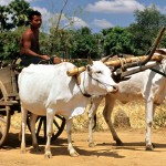 Cambodia 007 – Leaving Phnom Penh Bullocks in Cambodia_opt