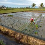 08 – Alue Bilie Bordello Decor and Troublesome Meulaboh Tuktuk to Banda Aceh - 01 - 7469
