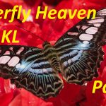 Revisiting My Childhood at the KL Butterfly Park (Part 1) YouTube Thumbnails - 7570