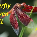 Revisiting my Childhood at the KL Butterfly Park (Part 2) YouTube Thumbnails - 7571