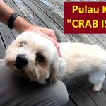 VIDEO: Awesome Day Trip to Pulau Ketam (Crab Island) in Malaysia Featured Image Thumbnail for Posts - 7663