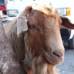 Goat in Carbon Market