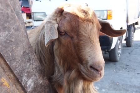 Photo Post – Goat in Carbon Market Goat in Carbon Market
