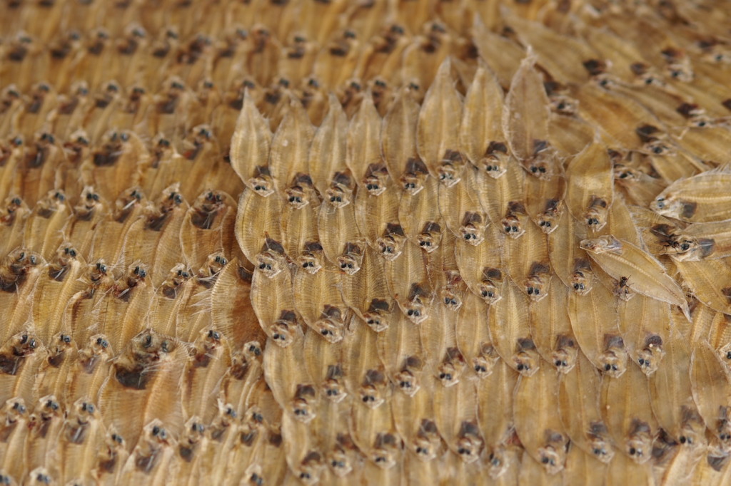 Dried Fish for Sale