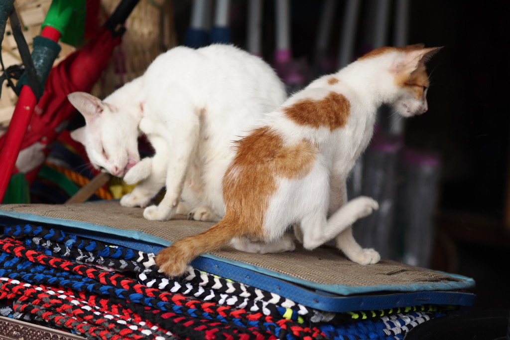 Two Cats Preening and Scratching