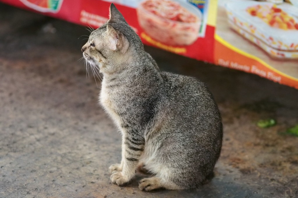 Cat at the Taboan Public Market in Cebu City, Philippines