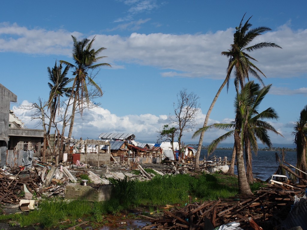 Palm trees and grass growing back after the typhoon