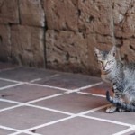 Cat at Fort San Pedro