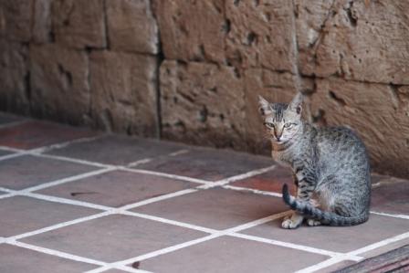 Cat at Fort San Pedro