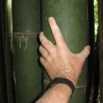 Bamboo at Alishan
