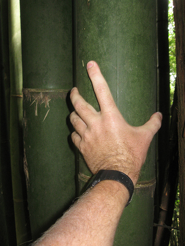 Bamboo at Alishan