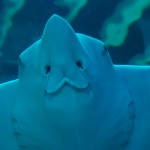 Stingray at Aquarium in Kenting