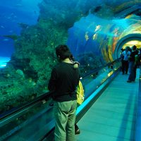 Tunnel in Aquarium in Kenting