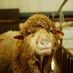 A Somewhat Plaintive Sheep at Green Light Sheep Farm