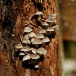Mushrooms Growing on a Giant Tree - Lalashan