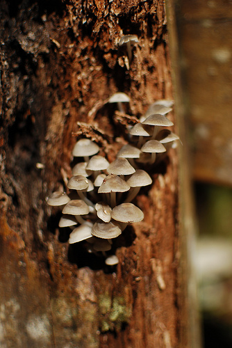 Mushrooms Growing on a Giant Tree - Lalashan