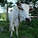 Cow on Camiguin