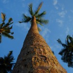 Palm Tree on the Beach - Camiguin