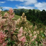 Flowers at Hehuanshan