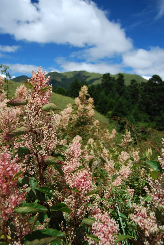 Moon Festival Trip 004 – Lishan Flowers at Hehuanshan