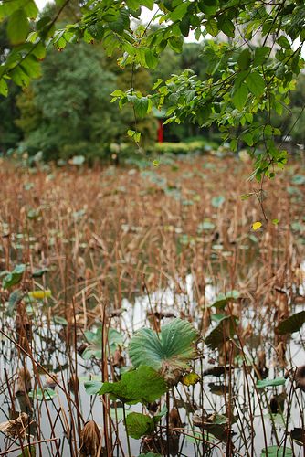 Botanical Gardens in Taipei