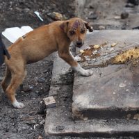 A puppy makes a meal of some leftover noodles.  It wasn't clear if the injury was a burn from the fire. 