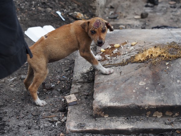 Fire Sweeps Through Neighborhood in Cebu City A puppy makes a meal of some leftover noodles. It wasn't clear if the injury was a burn from the fire.