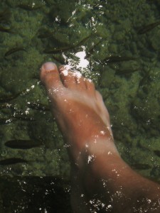 Fish about to nibble on my feet.