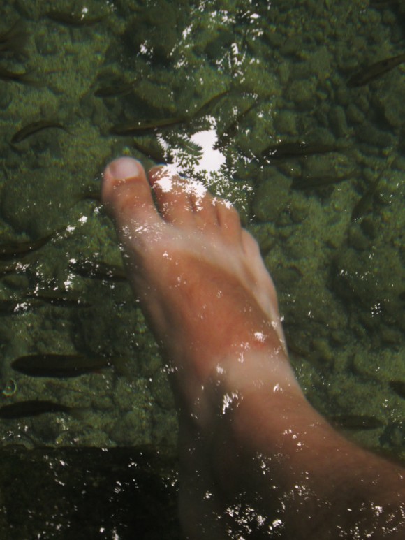 My First Bike Ride Around Siquijor Fish about to nibble on my feet.