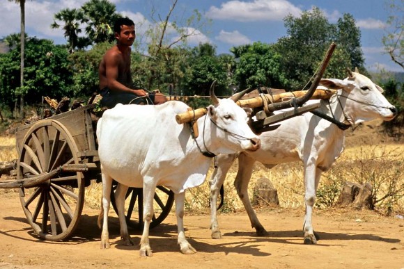 Bullocks in Cambodia_opt