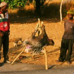 Guinea Blog-Optimized002
