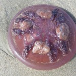JellyFish on Beach on Palawan_opt