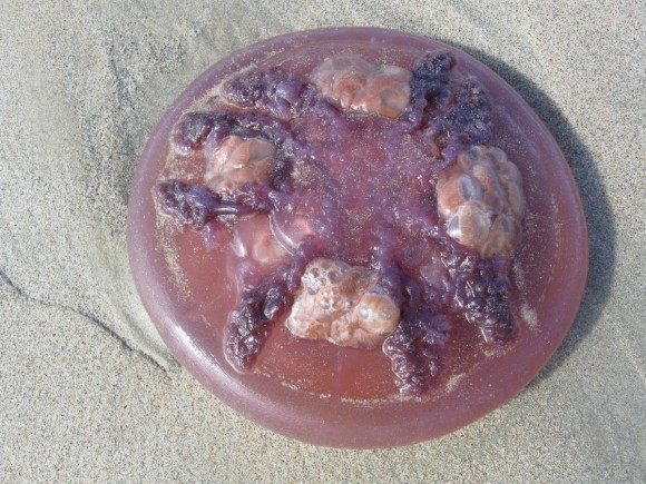 JellyFish on Beach on Palawan_opt