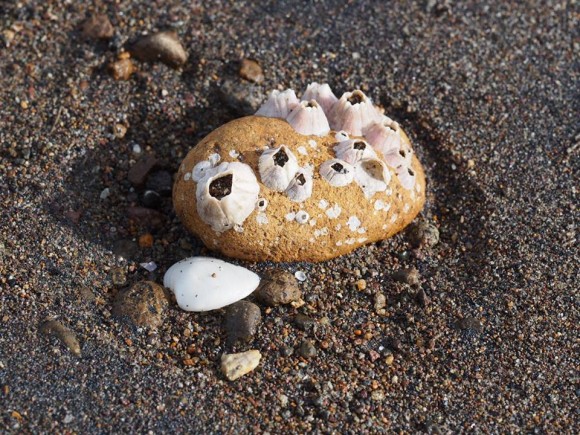 Beach Life in Carigara Coral Growing on Rock