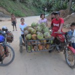 Collecting coconuts to sell them