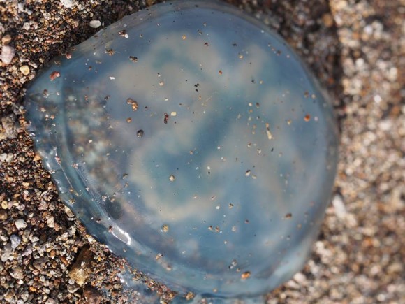 Jellyfish on the Beach in Carigara