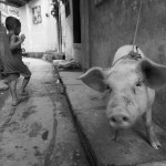 Neighborhood Pig In Tacloban