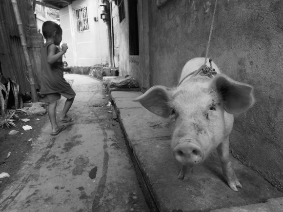 Neighborhood Pig In Tacloban