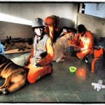 The CASDDA team cares for their dogs in a shady spot