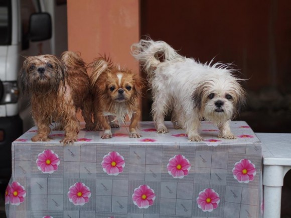 Puppies Getting a Bath