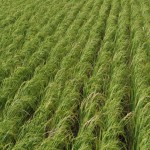 Rice Field in Quinapondan