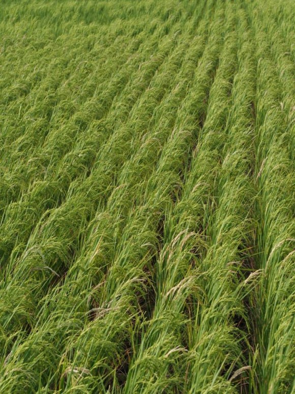 Rice Field in Quinapondan