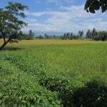Rice Fields Near Legazpi