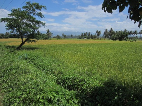Rice Fields Near Legazpi