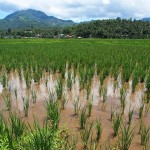 Rice Fields on Biliran