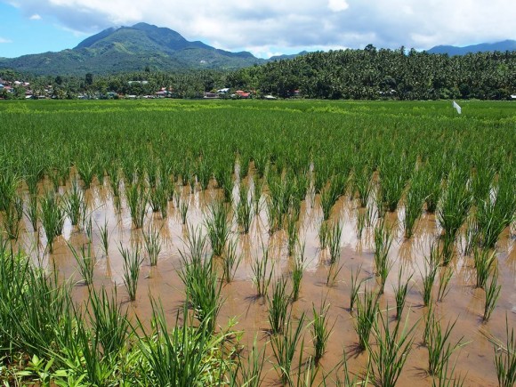 Rice Fields on Biliran