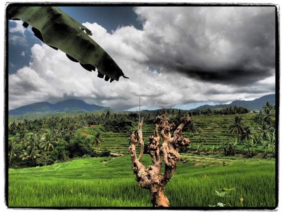 The Rice Terraces of Ilyusin Rice Terraces and Banana Leaf