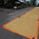 Rice Drying on the Road