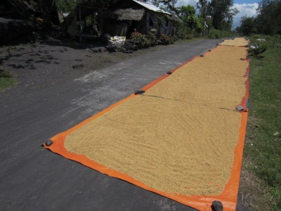 Rice Drying in the Sun Rice Drying on the Road